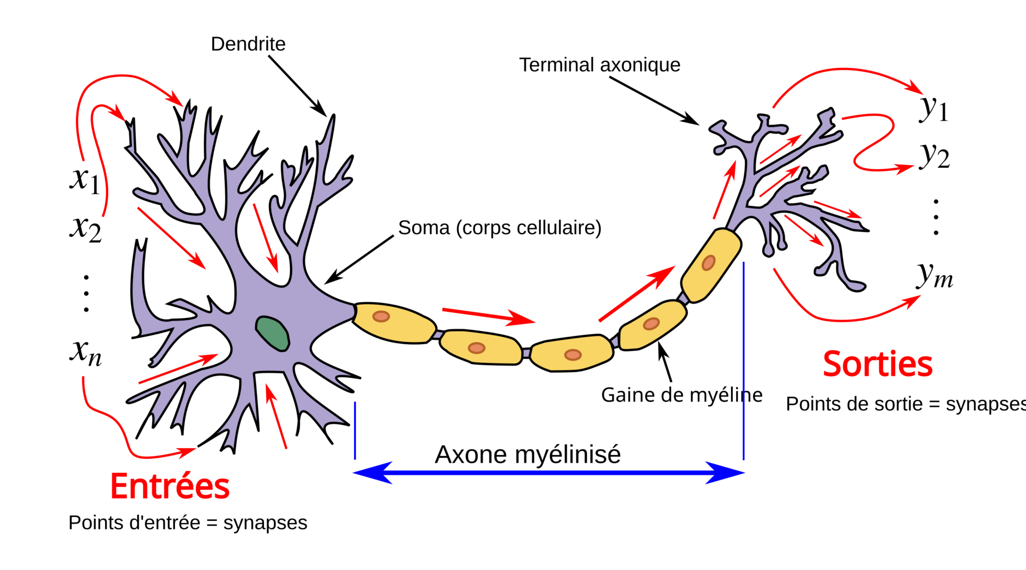 Modélisation et fonctionnement d’un neurone artificiel - Le Perceptron